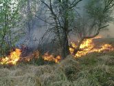 Gefahren für Einsatzfahrzeuge bei Vegetationsbränden: Wenn Wald und Wiesen brennen