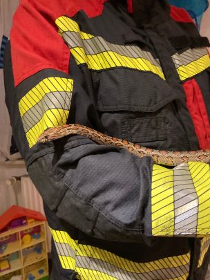 Selten, aber möglich sind Einsätze mit exotischen Tieren. Gerade in Privathaushalten kann man auf zum Beispiel Schlangen oder Spinnen treffen. (Bild: Dirk Rixen / HFUK Nord)