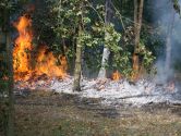 Meldung des Deutschen Feuerwehrverbands: Aktuelle Hinweise zur Vegetationsbrandgefahr