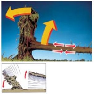 Beispiel von Druck und Zugspannungen sowie möglichen Reaktionen beim Sägen. (Quelle: DGUV „Gewusst wie – Windwurfaufarbeitung", Albrecht-M. Wendlandt, Sauertal)