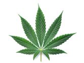 Suchtprävention: Info-Papier „Cannabis und Feuerwehr“ aktualisiert