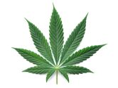 Im Rausch kein Feuerwehrdienst möglich: Gemeinsames Informationspapier „Cannabis“ 
