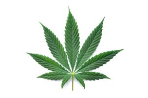 Cannabis kann die Sicherheit am Arbeitsplatz gefährden. (Bild Oleksandrum - stock.adobe.com)