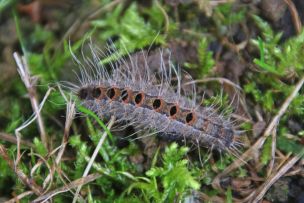 Raupe des Kiefernprozessionsspinners (Bild: Walter Schön)