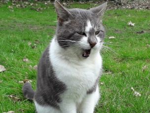 Achtung! Bei den spitzen Zähnen schützen „normale“ Feuerwehrhandschuhe kaum. (Bild: Sonja Ruge / HFUK Nord)